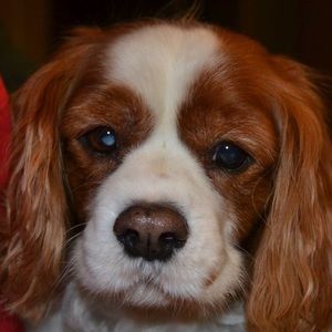 Meet your Posher, Maggie